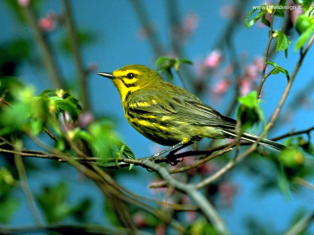 yellowbird1024768 copia